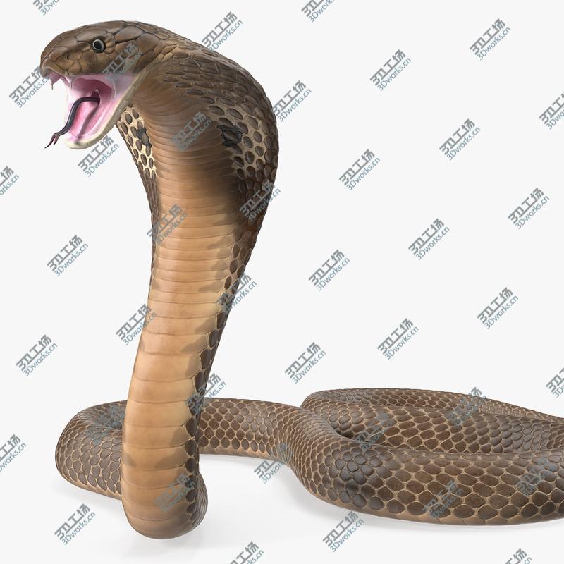 images/goods_img/202104091/3D Beige Skin Cobra Rigged model/1.jpg